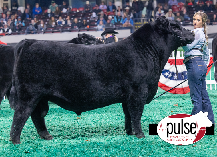 BNWZ Executive Decision-4